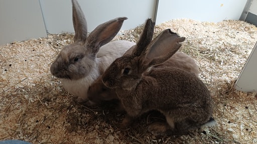Zwei Kaninchen in ihrem Gehege im Tierheim