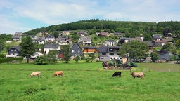 Ausschnitt von Helberhausen. Ein großes Wiesenstück mit Kühen und dahinter einige Häuserreihen.