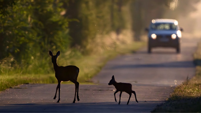 Ein Reh und Kitz überqueren eine Landstraße vor einem Auto.