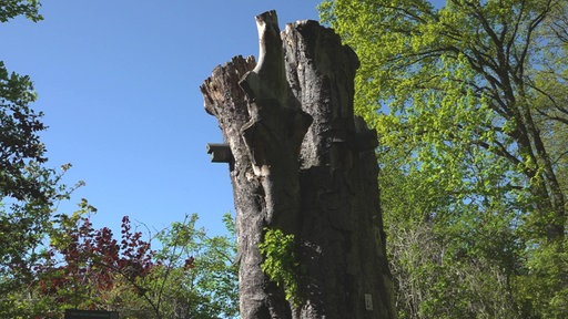 Ein toter Baum, der nun als Habitatbaum dient.