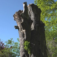 Ein toter Baum, der nun als Habitatbaum dient.
