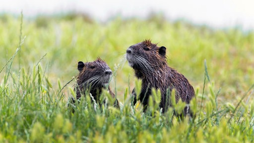 Zwei Nutrias sitzen auf einer Wildwiese.