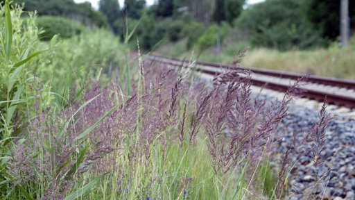 Ein Bahndamm, umgeben von Büschen und Bäumen.