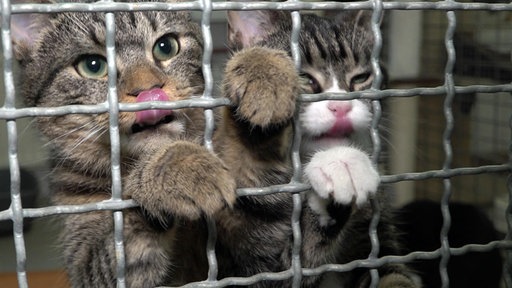 Zwei Katzen stecken ihre Pfoten durch das Gitter eines Käfigs und strecken ihre Zungen raus.