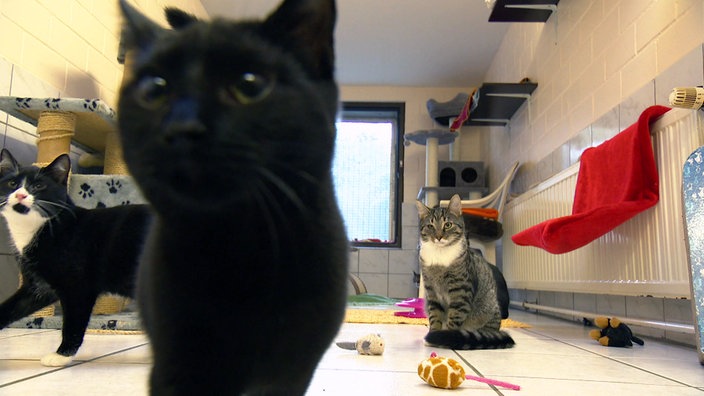 Eine schwarze Katze und zwei gefleckte Katzen schauen in die Richtung der Kamera.