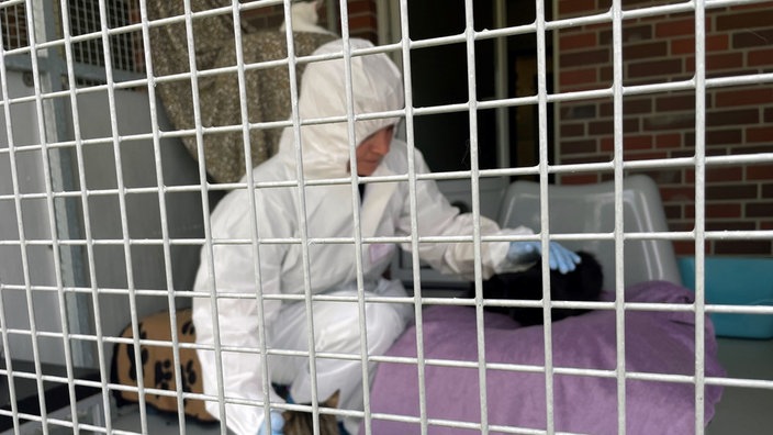 Eine Person im Schutzanzug streichelt hinter einem Gitter eine Katze.