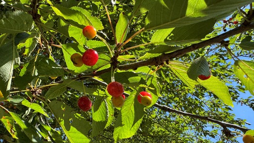 Reife Vogelkirschen hängen im Baum.