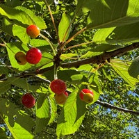 Reife Vogelkirschen hängen im Baum.