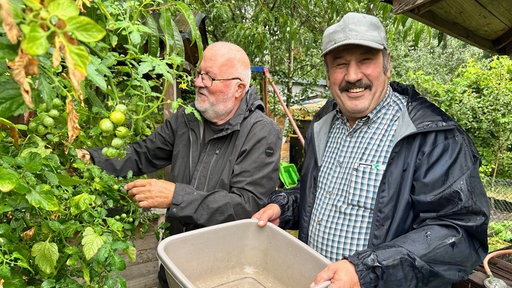 Zwei Männer ernten Tomatan