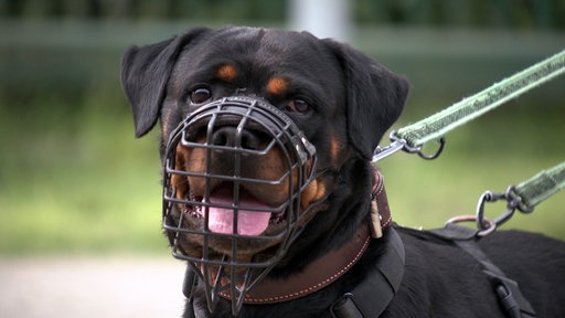 Hund mit Maulkorb an einer Hundeleine.