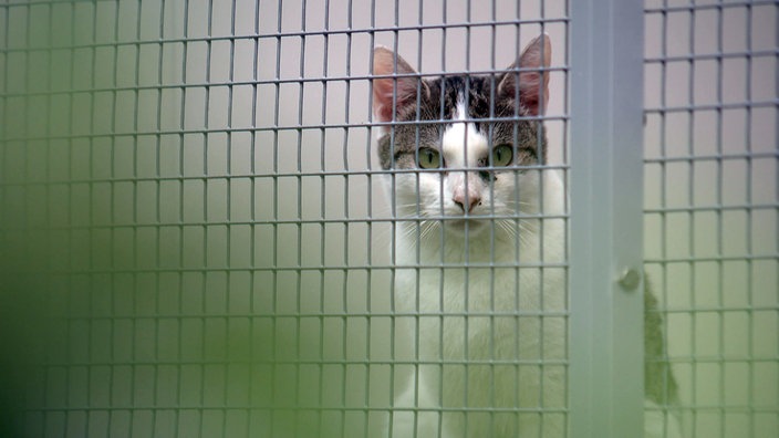 Katze hinter Gittern.