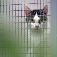 Katze hinter Gittern.
