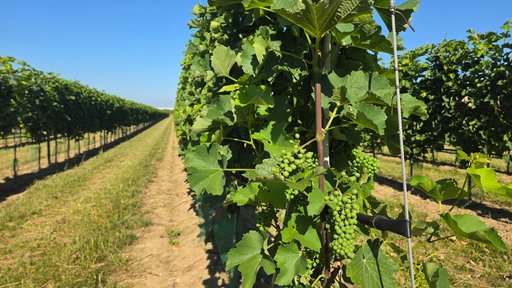 Weinreben in langen Reihen nebeneinander