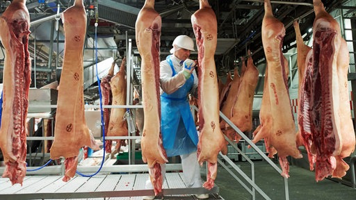 Ein Mann in Schutzkleidung steht in einer Fleischereihalle zwischen aufgehängten Schweinehälften
