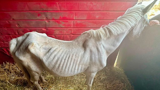 Die Rippen und Hüftknochen sind des Ponys sind durch das weiße Fell zu sehen.