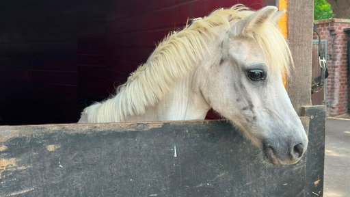Das weiße Pony schaut aus seiner Box.