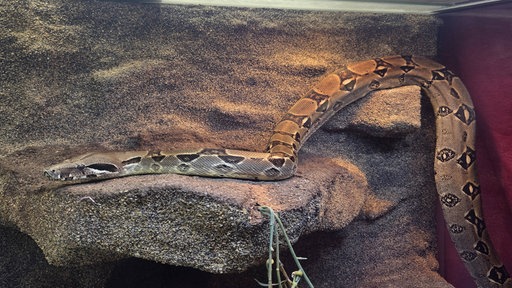Eine Boa constrictor liegt in einem Terrarium.