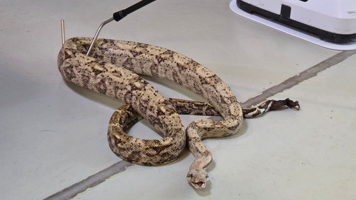 In Krefeld wurde diesen Monat zum zweiten Mal eine Boa Constrictor gefunden.