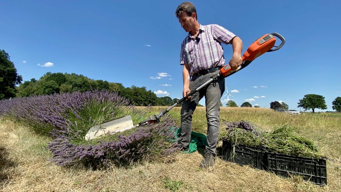 Landwirt Johannes Sprünken erntet mit der Heckenschere Lavendel in der Mittagssonne.