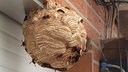 Ein rundes Nest der asiatischen Hornisse mit Hornissen hängt an einer braunen Hauswand