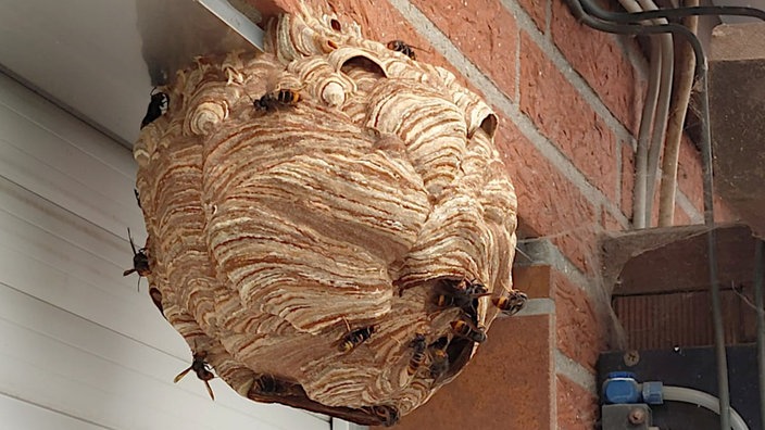 Ein rundes Nest der asiatischen Hornisse mit Hornissen hängt an einer braunen Hauswand