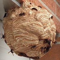 Ein rundes Nest der asiatischen Hornisse mit Hornissen hängt an einer braunen Hauswand
