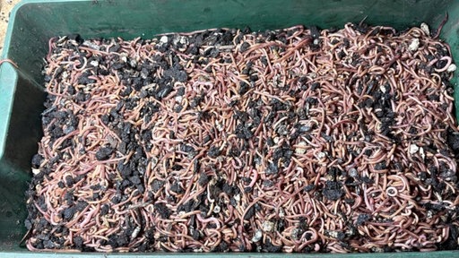 Schale mit hunderten Würmern