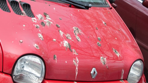 Vogelkot auf einem roten Auto