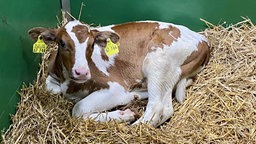 Kalb liegt auf Stroh in Box, schaut aber munter in Kamera