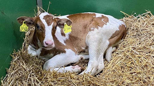 Kalb liegt auf Stroh in Box, schaut aber munter in Kamera
