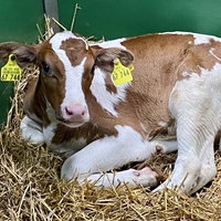 Kalb liegt auf Stroh in Box, schaut aber munter in Kamera