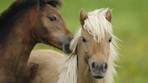 Ein helles und ein dunkles Pferd stehen gemeinsam auf der Wiese