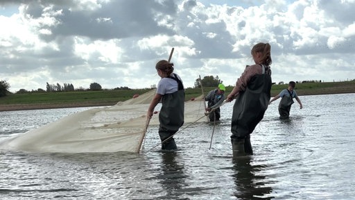 Vier Menschen ziehen ein Fischernetz durchs Wasser