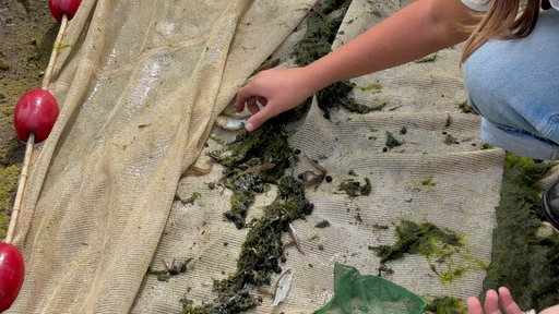 Eine Hand greift nach einem kleinen Fisch im Netz.