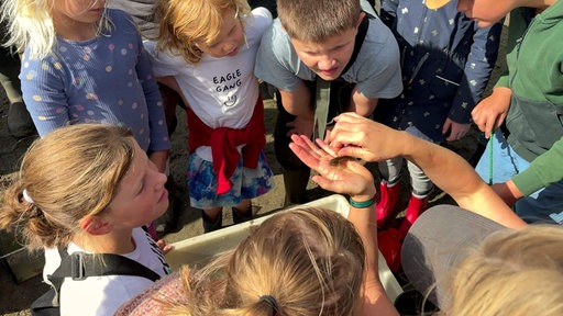 Kinder schauen auf einen kleinen Fisch, den eine Frau in ihrer Hand hält.