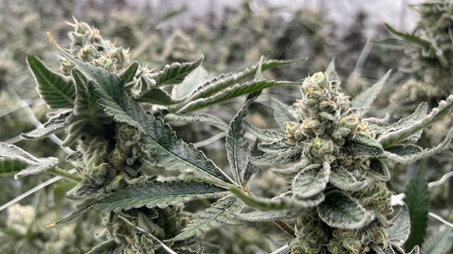 Eine Nahaufnahme einer Cannabis-Pflanze. Die Pflanze ist grün und hat lange,schmale Blätter