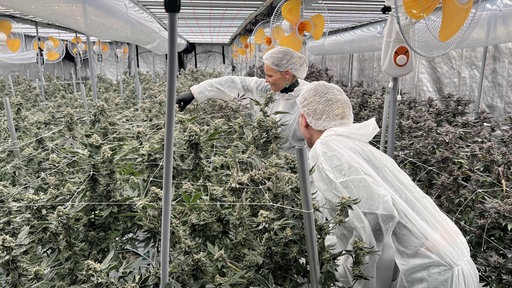 Eine Cannabis-Plantage in einem Gewächshaus. An der Decke hängen Ventilatoren und in der Mitte zwei Personen in Hygiene-Anzügen, die sich die Pflanzen anschauen.