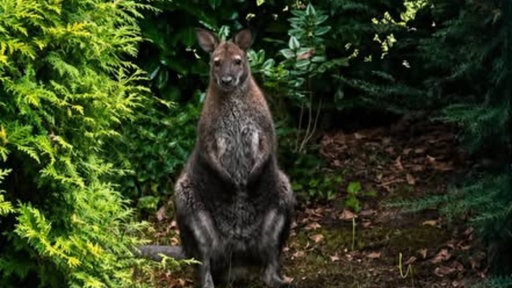 Ein Wallaby steht neben einem Baum, steht aufrecht und guckt in die Kamera.