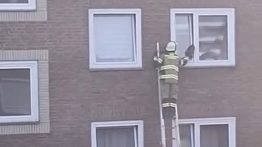 Ein Feuerwehrmann steht auf einer langen Leiter und rettet eine Katze aus dem Obergeschoss eines Hauses.