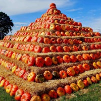 Viele Kürbisse liegen wie zu einer Pyramide gestapelt auf grünem Rasen.