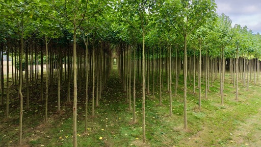 Bäume in Reih und Glied: seitlicher Blick in die Plantage