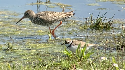 Zwei Vögel suchen in einer Feuchtwiese nach Nahrung: Ein Rotschenkel mit langen roten Beinen und ein kleinerer Flussregenpfeifer