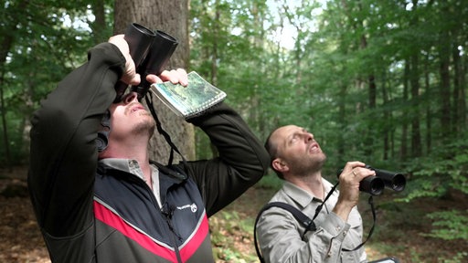 Zwei Förster im Wald schauen mit Ferngläsern nach oben in die Baumkronen. 