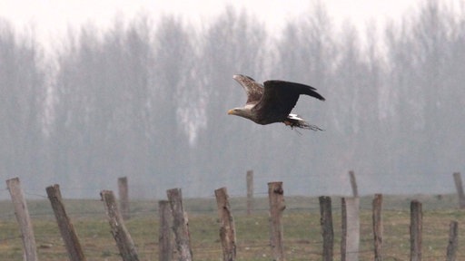 Seeadler am Niederrhein