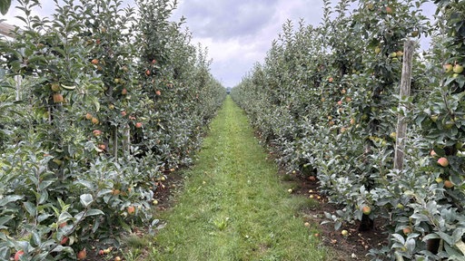 Für Landwrtschaft angelegte Apfelbäume auf Feld tragen Früchte