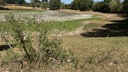 Im Vordergrund ausgetrocknete Büsche, im Hintergrund die ausgetrocknete Rheinaue.