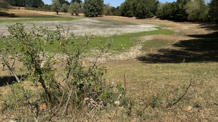 Im Vordergrund ausgetrocknete Büsche, im Hintergrund die ausgetrocknete Rheinaue.