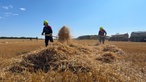 Zwei Feuerwehrleute verteilen mit Mistgabeln Stroh von einem großen Haufen