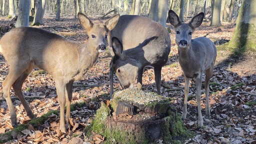 Rehe in Mönchengladbach