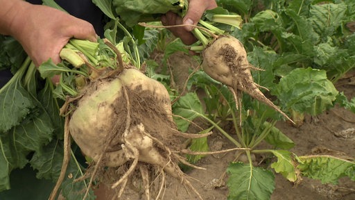 Zwei frisch geerntete Zuckerrüben auf einem Feld nebeneinander, die eine doppelt so groß wie die andere.